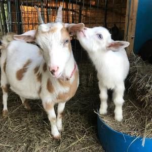 Meet your Posher, Mickie